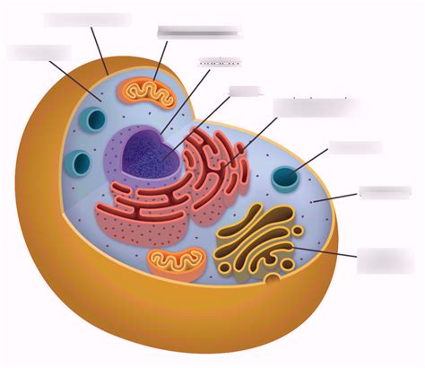 The pores allow substances to move between the nucleus and the cytoplasm. . Cellular organelles quizlet